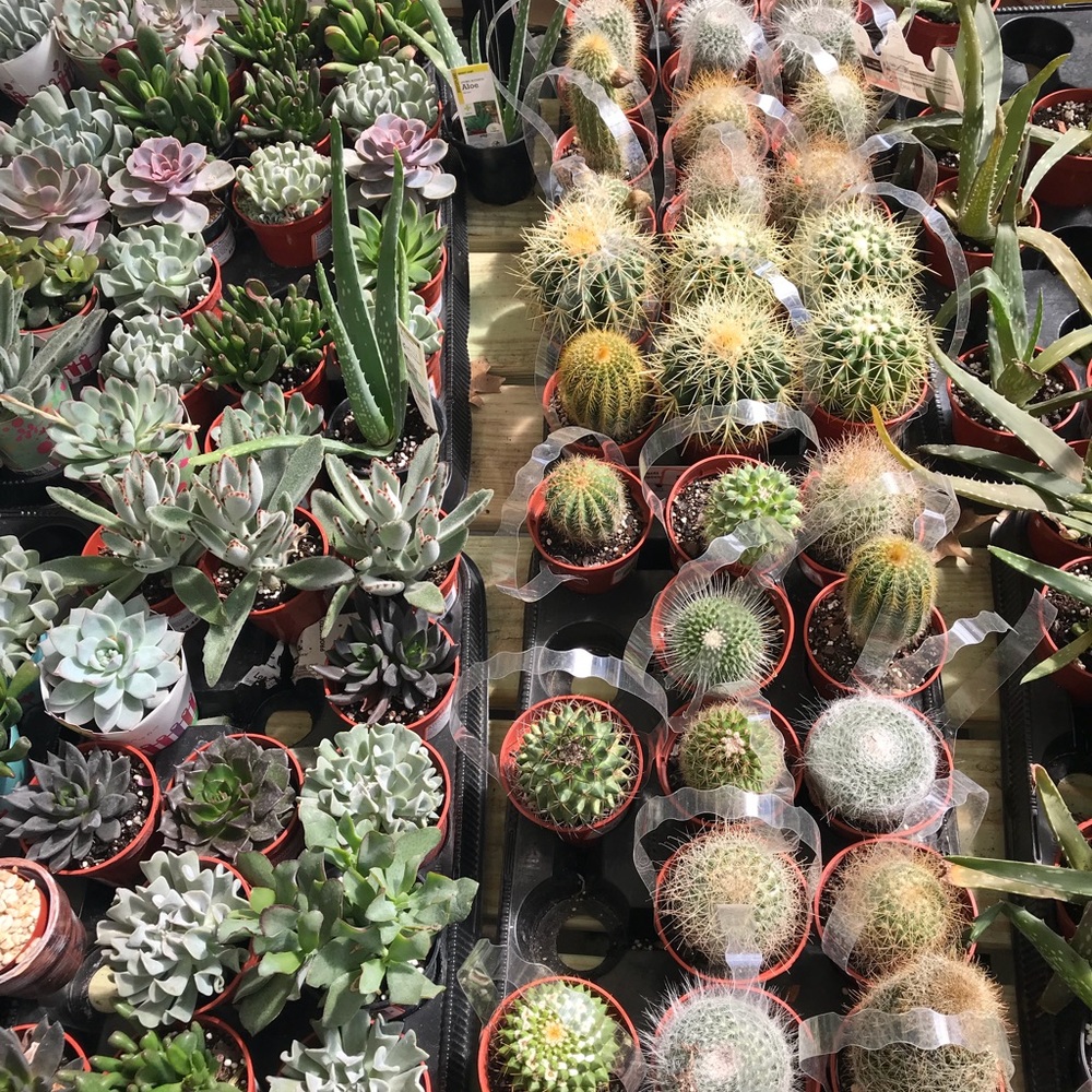 Meet your Posher, Ash